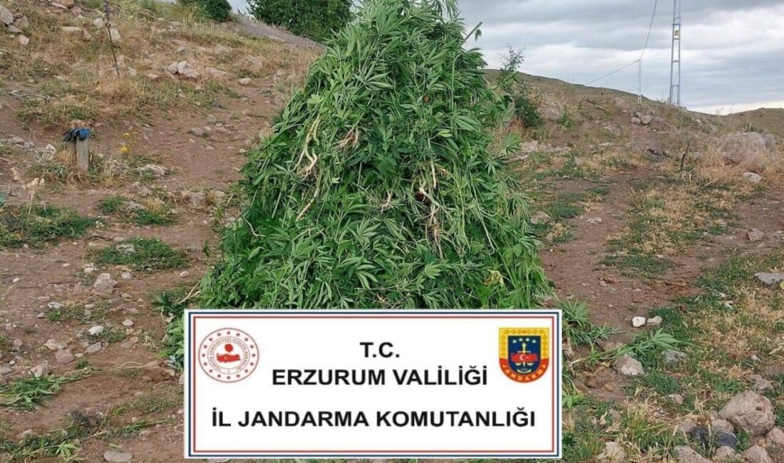 Erzurum'un Aşkale ilçesinde jandarma, düzenlediği operasyonda 720 kök kenevir bitkisi