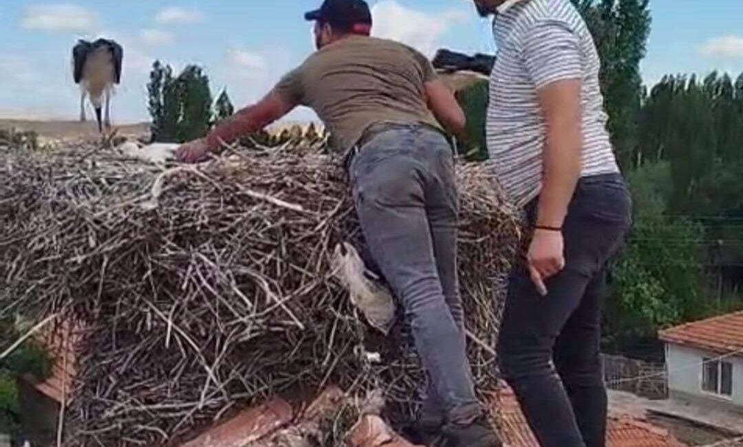 Çorum'un Merkez ilçesi Düvenci Beldesi'nde bir evin çatısında sıkışan leylek,