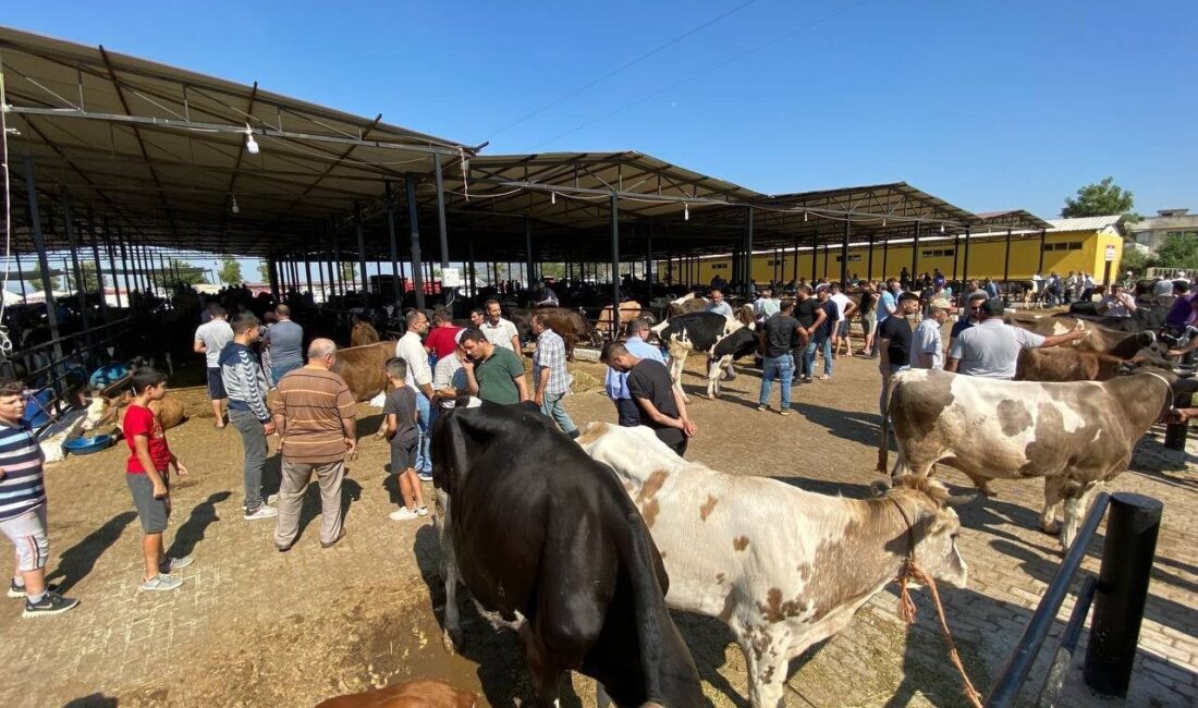 Aydın İl Tarım ve Orman Müdürlüğü, Kurban Bayramı sonrası artan