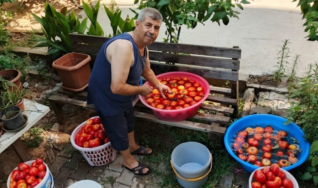 Aydın'da sıcak havalar, domates sezonunu erkenden başlattı. Yerli domateslerin çıkmasıyla