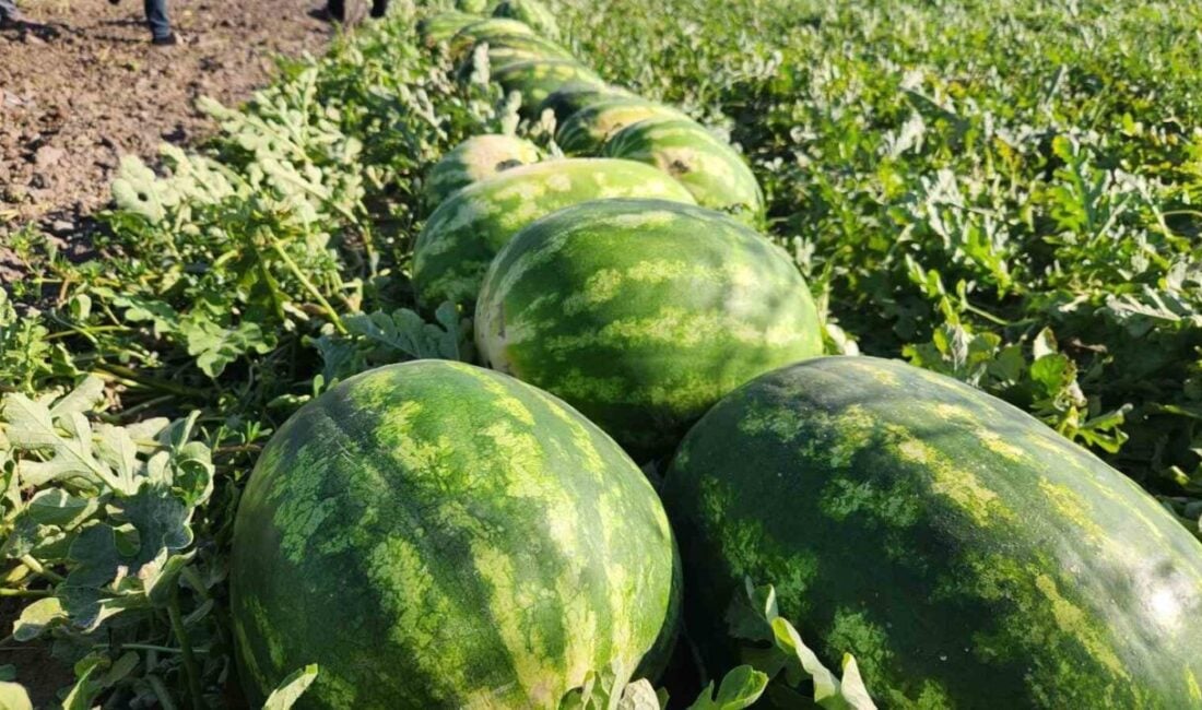 Osmaniye'nin Kadirli ilçesinde karpuz fiyatları sezon başında 15 lira iken