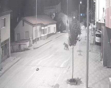 Sivas'ın Zara ilçesinde ayılar, Karşıyaka Mahallesi'nde dolaşarak sokaklara iniyor. Mehtap
