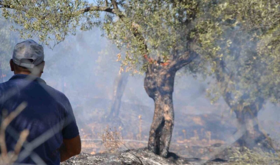 Balıkesir'in Ayvalık ilçesinde, zeytinlik alanda çıkan yangın korku dolu anlar