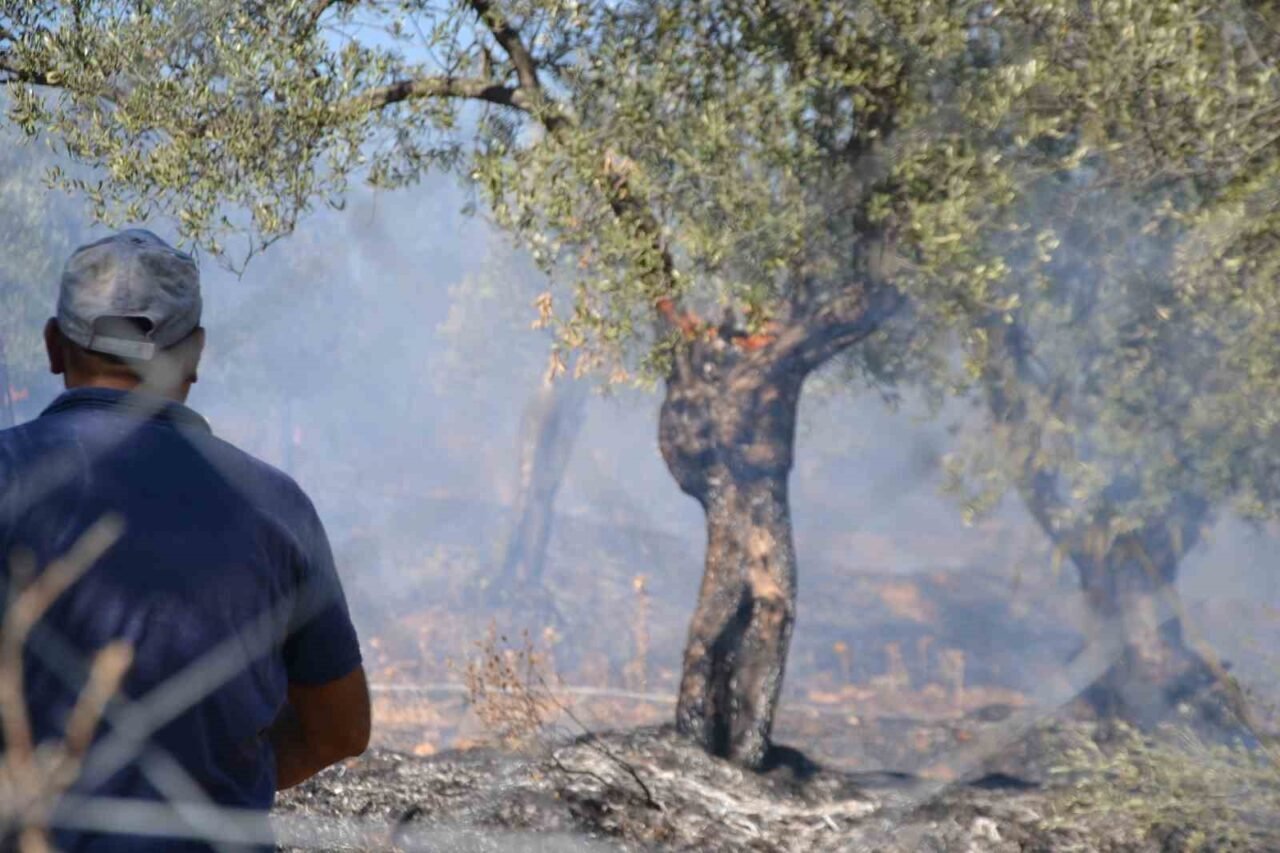 Balıkesir'in Ayvalık ilçesinde, zeytinlik alanda çıkan yangın korku dolu anlar