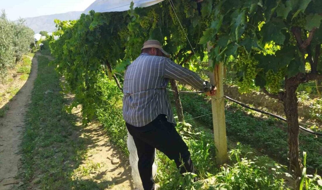 Manisa'nın Sarıgöl ilçesinde, bağ örtme çalışmalarında ekipler, Bağ örtü şefi
