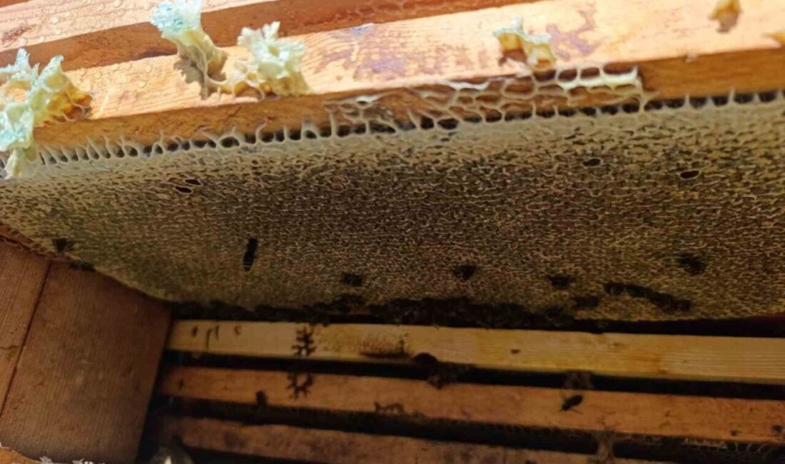 Denizli'de bu yıl kekik verimi yüksek seyrederken, bu durum kekik