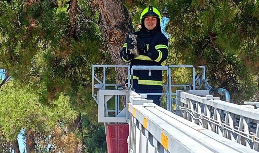 Balıkesir İtfaiye Daire Başkanlığı, Savaştepe ve İvrindi ilçelerinde iki kedi