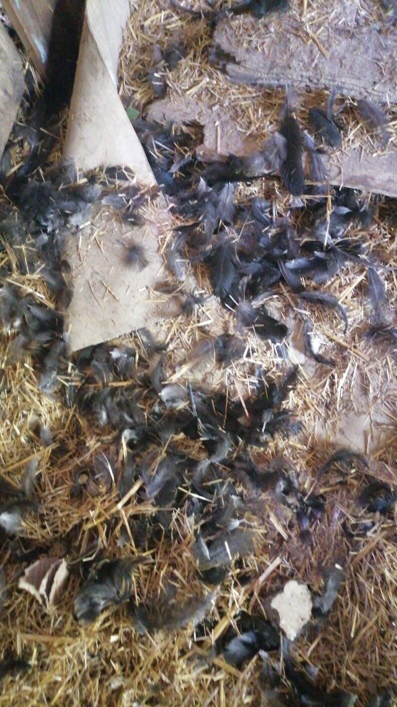 Kastamonu'nun İnebolu ilçesinde muhtar Nuhfer Terzi'ye ait kümese giren başıboş
