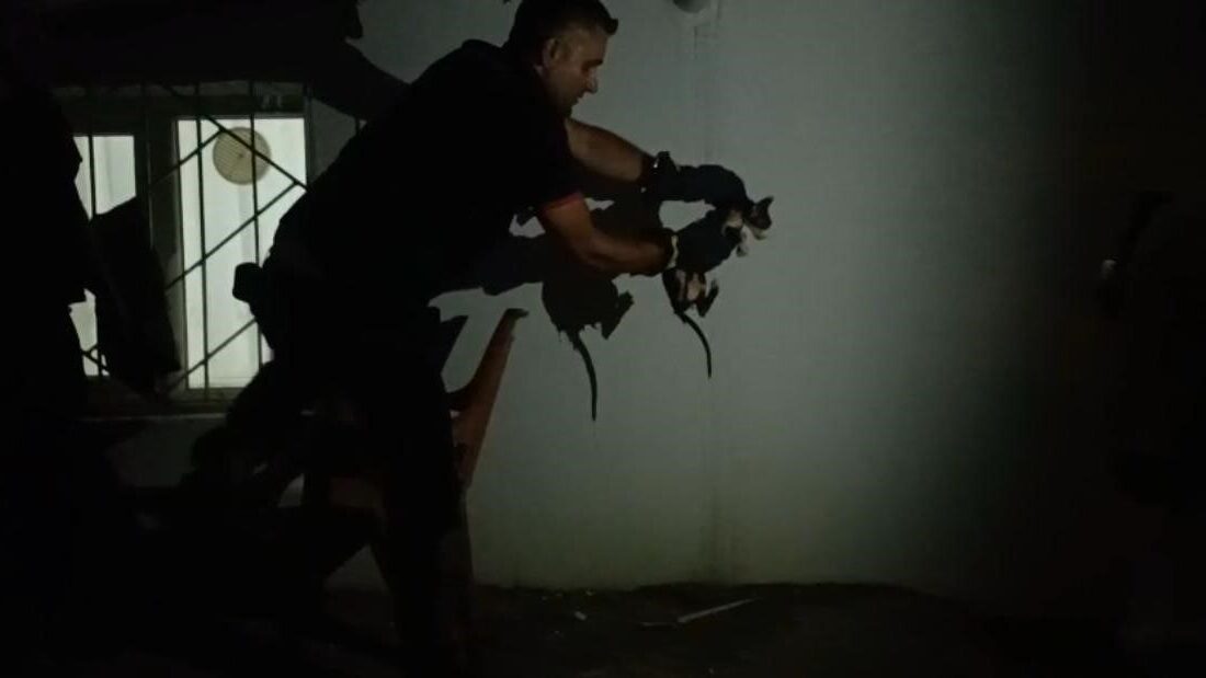 Batman'ın Fatih Mahallesi'nde lavabo borusuna sıkışan bir kedi, itfaiye ekiplerinin