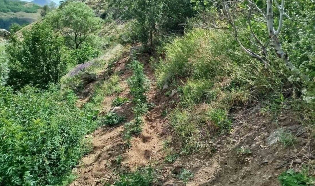 Bingöl'de jandarma ekipleri, Genç ilçesinde yasa dışı kenevir ekimine yönelik