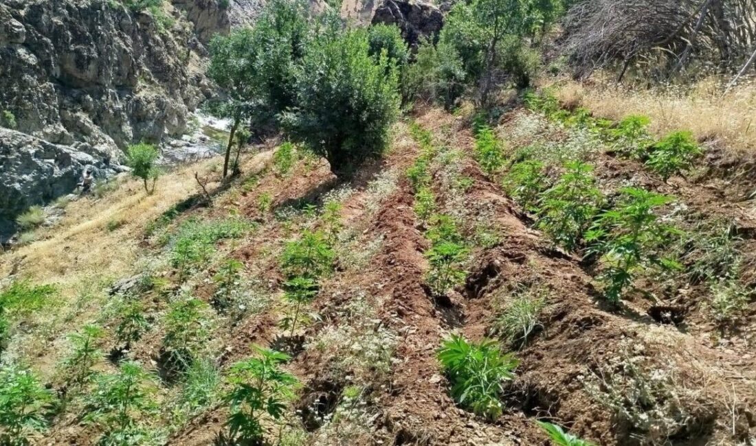 Bingöl'ün Genç ilçesinde jandarma ekipleri, uyuşturucu imalatı ve yasa dışı