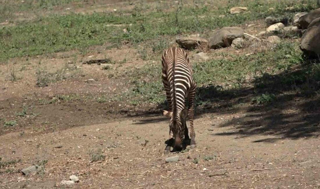 Bursa Hayvanat Bahçesi'nde 3 yeni zebra yavrusu dünyaya geldi. 206