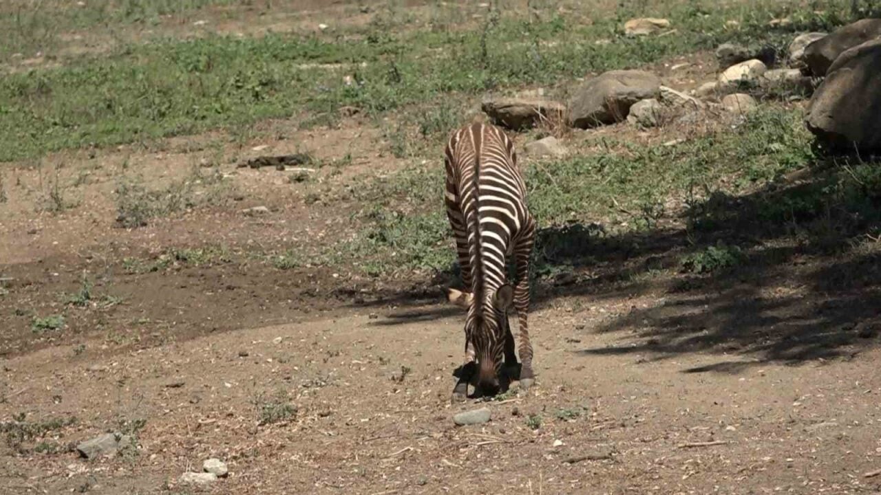 Bursa Hayvanat Bahçesi'nde 3 yeni zebra yavrusu dünyaya geldi. 206