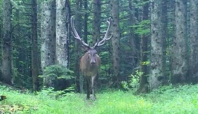 Bursa’nın dağlarındaki fotokapan, heybetli görünümüyle dikkat çeken kızıl geyği kaydetti.