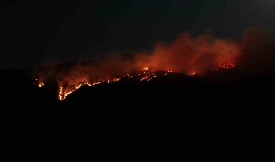 Çankırı’nın Ilgaz ilçesinde, Yuvasaray ve Çeltikbaşı köyleri arasında çıkan orman