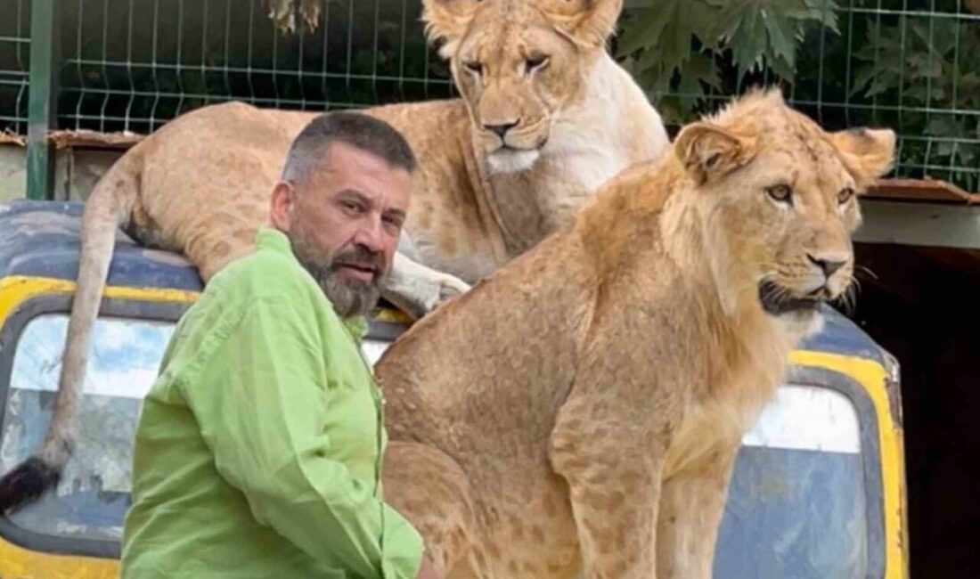 Antalya'daki hayvan parkında kafesten kaçan 'Zeus' isimli aslan, çiftçi Süleyman