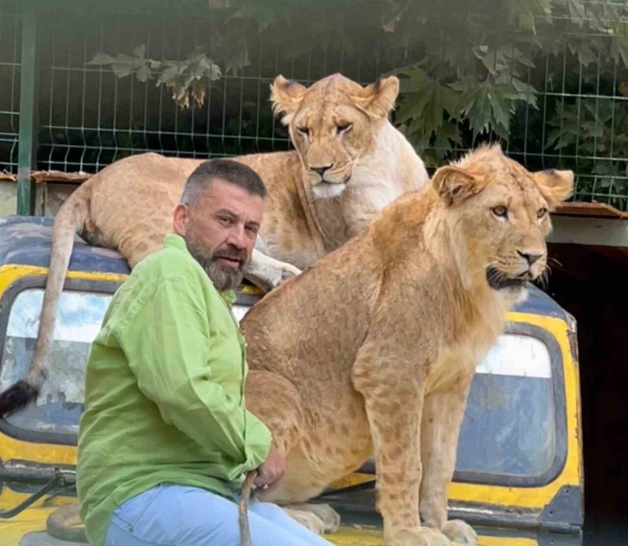 Antalya'daki hayvan parkında kafesten kaçan 'Zeus' isimli aslan, çiftçi Süleyman