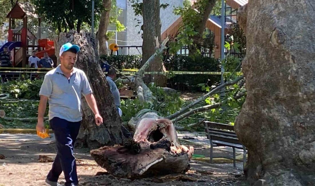 Kocaeli'nin Gölcük ilçesinde bir çınar ağacından kopan dal, altında bulunan