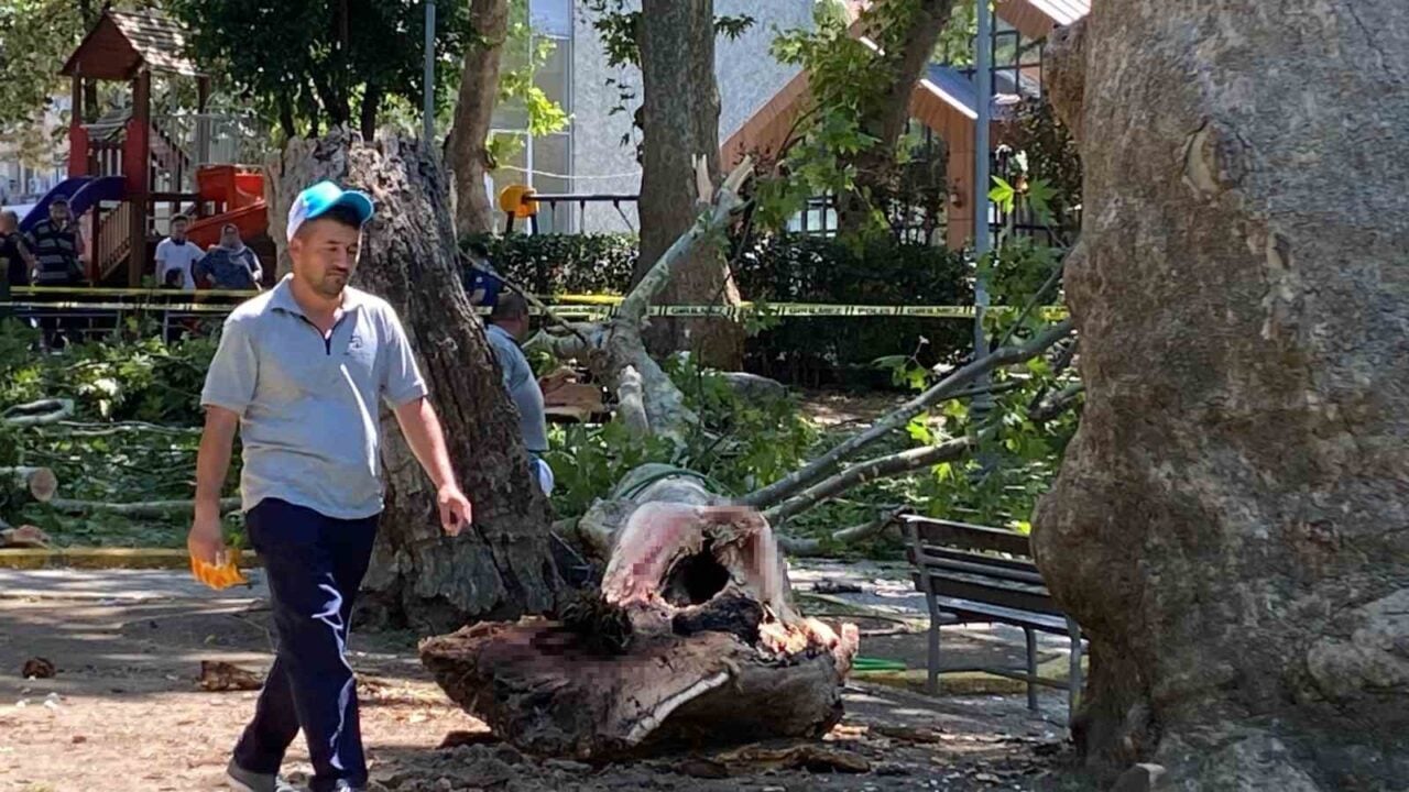Kocaeli'nin Gölcük ilçesinde bir çınar ağacından kopan dal, altında bulunan