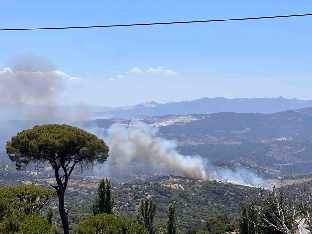 Aydın'ın Çine ilçesindeki Kırsakallar Mahallesi'nde zeytinlik alanda yangın meydana geldi.