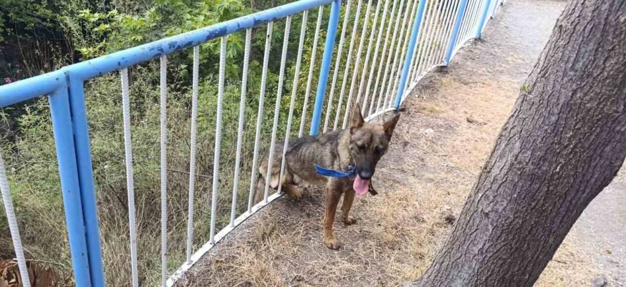 Hatay'ın Dörtyol ilçesinde bir sokak köpeği, demir korkuluklara sıkıştı. Vatandaşların