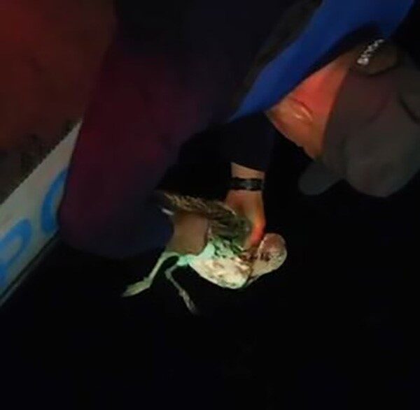 Tekirdağ'da bir martı, kanatlarına dolanan olta misinası nedeniyle zor durumda