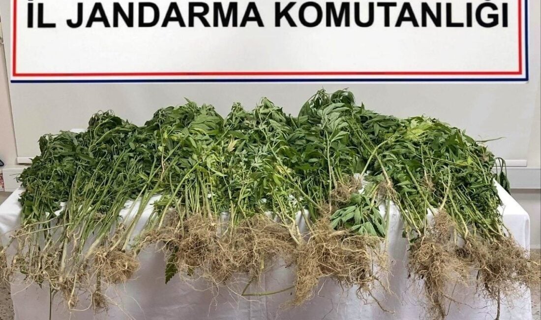Denizli'nin Sarayköy ilçesinde düzenlenen narkotik operasyonunda, 343 kök Hint keneviri
