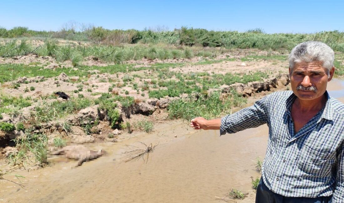Hatay'ın Erzin ilçesindeki Cumali Gök, fabrikalardan gelen atık sularla kirlenmiş