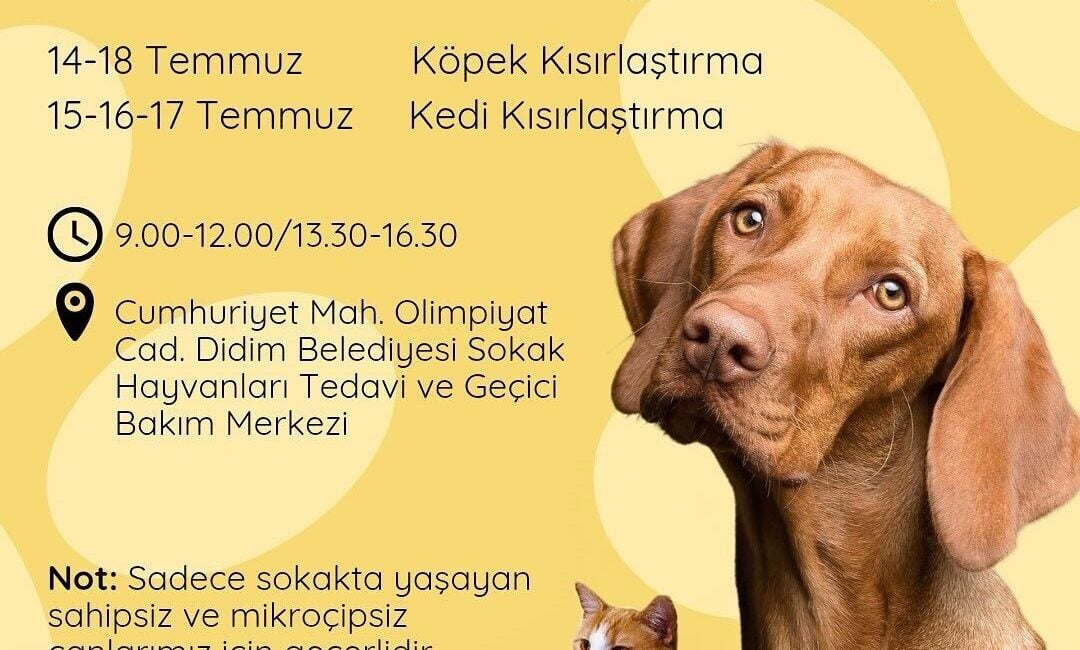 Didim Belediyesi, sahipsiz ve mikroçipsiz sokak hayvanlarının kısırlaştırılması için "Bir