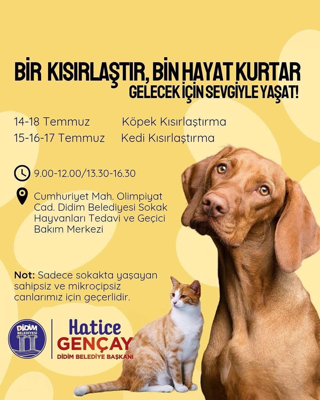 Didim Belediyesi, sahipsiz ve mikroçipsiz sokak hayvanlarının kısırlaştırılması için "Bir