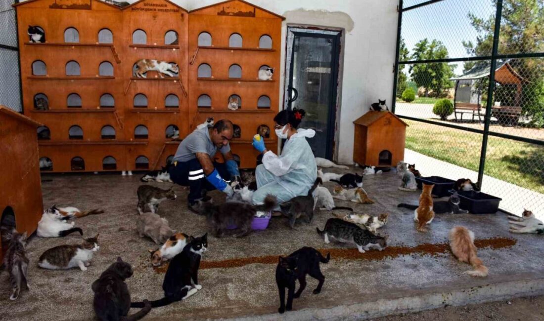 Diyarbakır Büyükşehir Belediyesi Hayvan Bakımevi, son altı ayda 10 bin