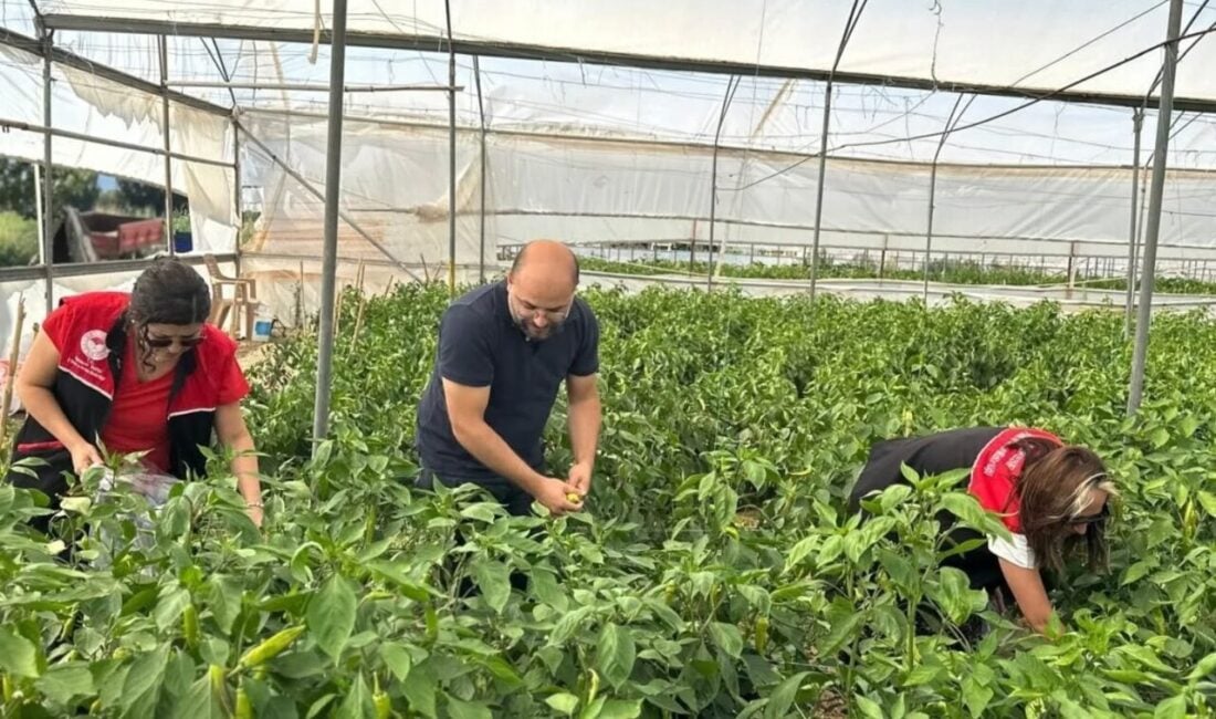 Edremit İlçe Tarım ve Orman Müdürlüğü, 2025 Hasat Öncesi Pestisit