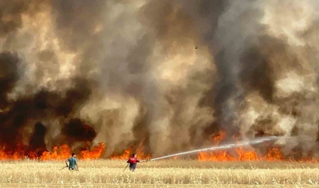 Elazığ'ın Yazıkonak beldesindeki Doğankuş köyünde ekili alanda çıkan yangın, büyük