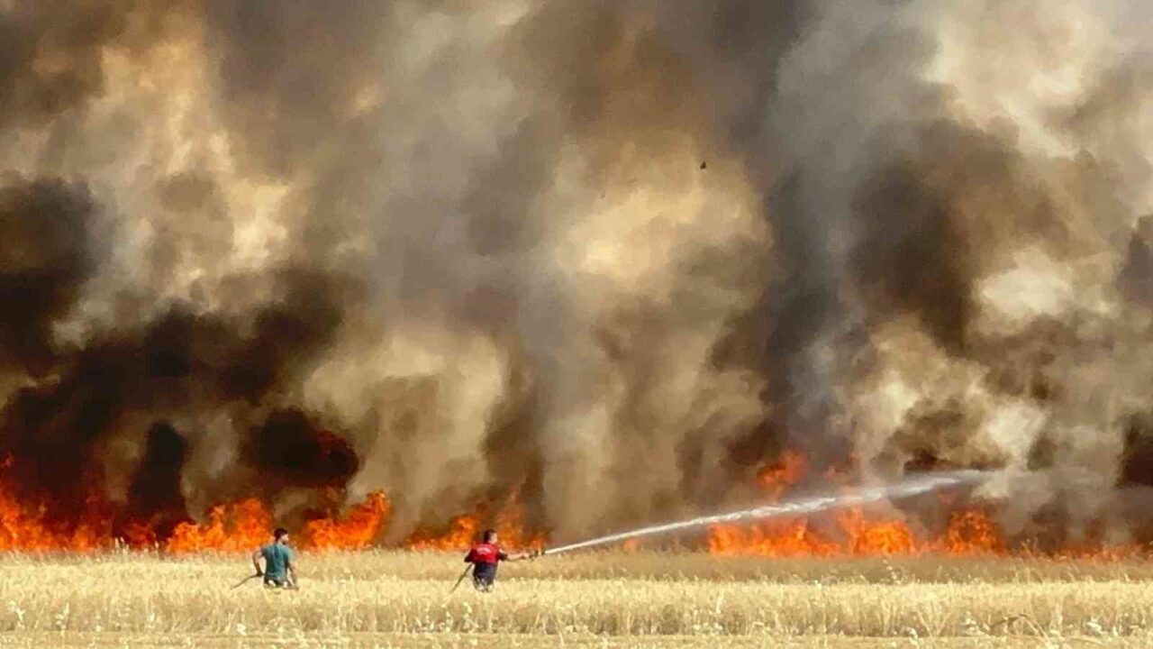 Elazığ'ın Yazıkonak beldesindeki Doğankuş köyünde ekili alanda çıkan yangın, büyük
