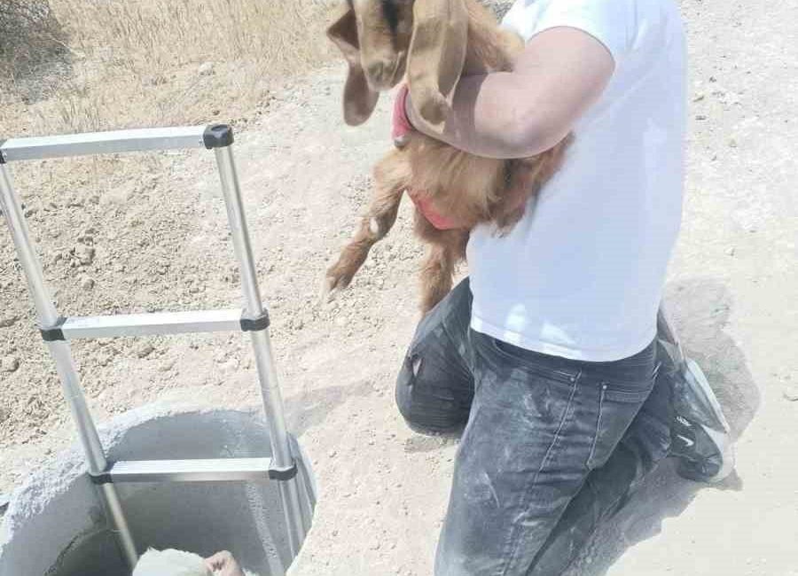 Elazığ’ın Baskil ilçesinde yol kenarındaki kuyuya düşen keçi ve koyunlar,
