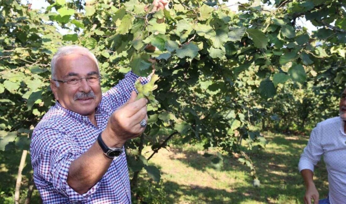 Ankara 15. İdare Mahkemesi, Ordu Büyükşehir Belediye Başkanı Dr. Mehmet
