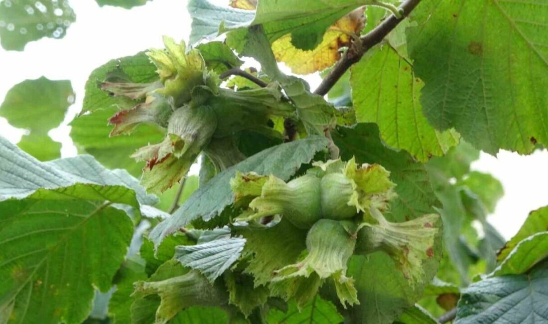 Karadeniz Bölgesi'nde fındık hasadı, olgunlaşmadan yapılırsa rekolte ve kalite kaybı