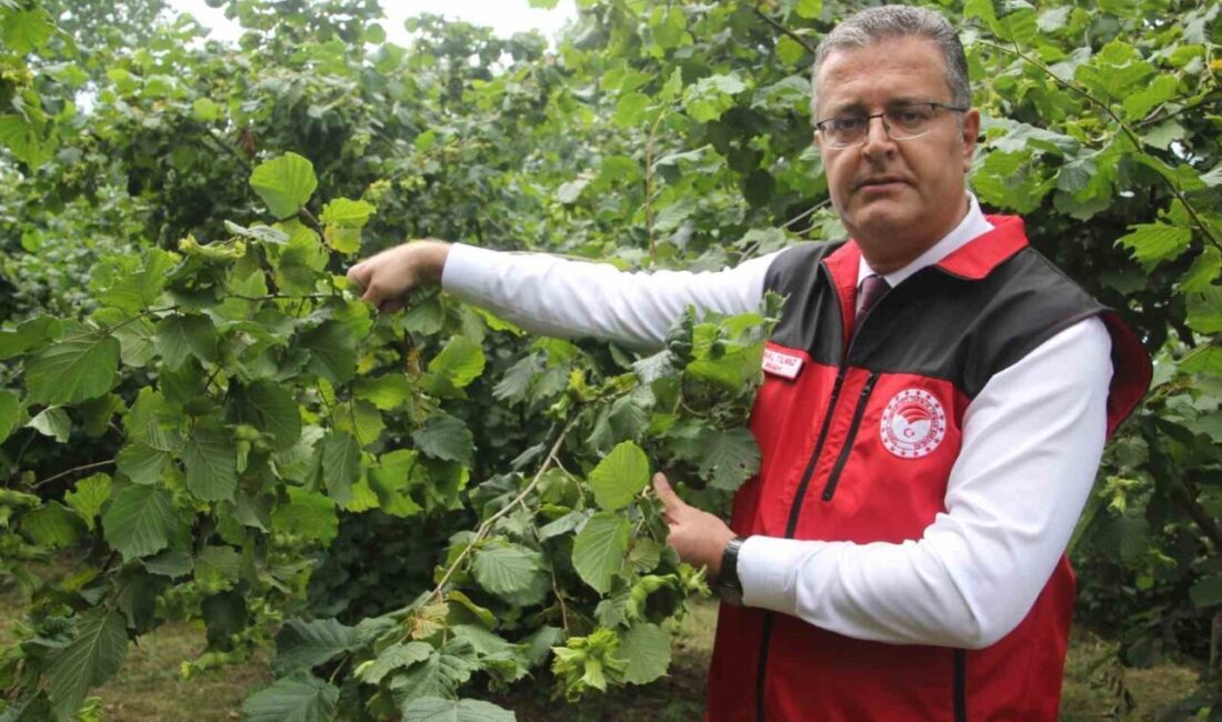 Ordu'da fındık rekolte tespiti için oluşturulan komisyon, 400 noktada çalışmalarına