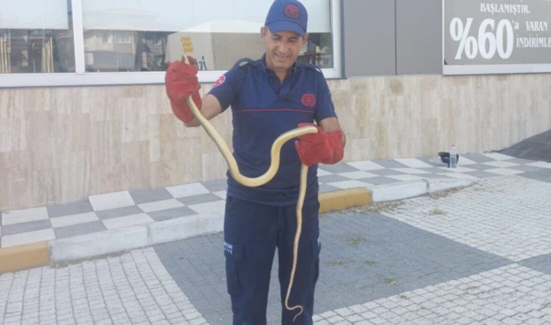 Balıkesir'in Gönen ilçesinde park halindeki bir araçta bulunan yılan, sürücüyü