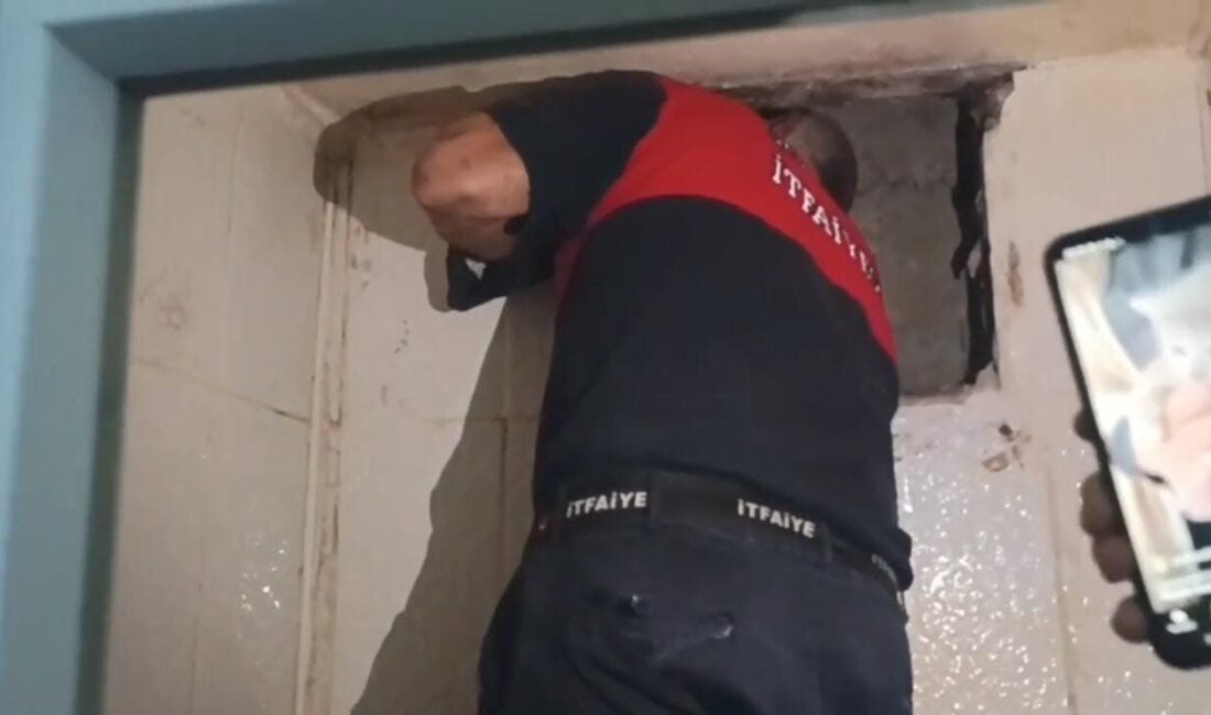 Şanlıurfa'nın Haliliye ilçesinde, havalandırma boşluğuna sıkışan bir yavru kedi, itfaiye