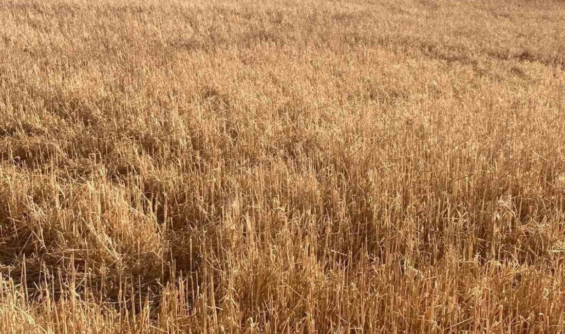 Tekirdağ'ın Hayrabolu ilçesinde aniden gerçekleşen dolu yağışı, Umurça Mahallesi'ndeki tarım
