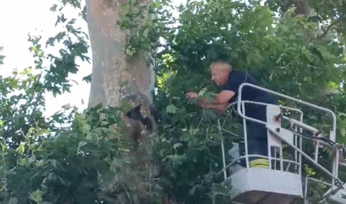 Tekirdağ'ın Çorlu ilçesinde bir karga, ayağına ip dolanarak ağaca asılı