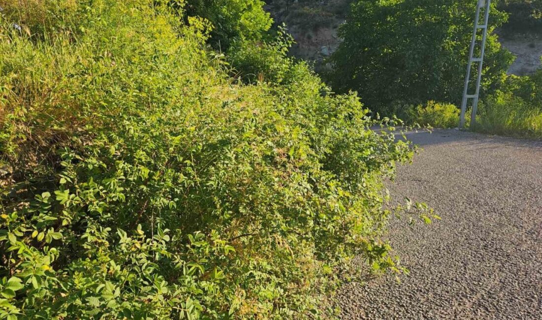 Erzurum'un İspir ilçesinde, yol kenarındaki kontrolsüz bitki örtüsü sürücülerin görüş