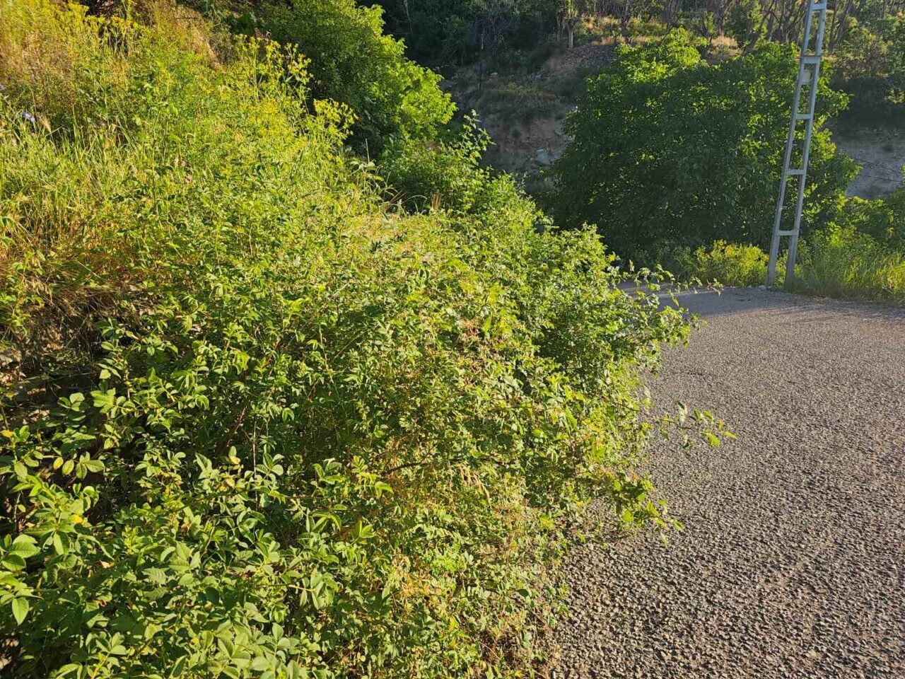 Erzurum'un İspir ilçesinde, yol kenarındaki kontrolsüz bitki örtüsü sürücülerin görüş