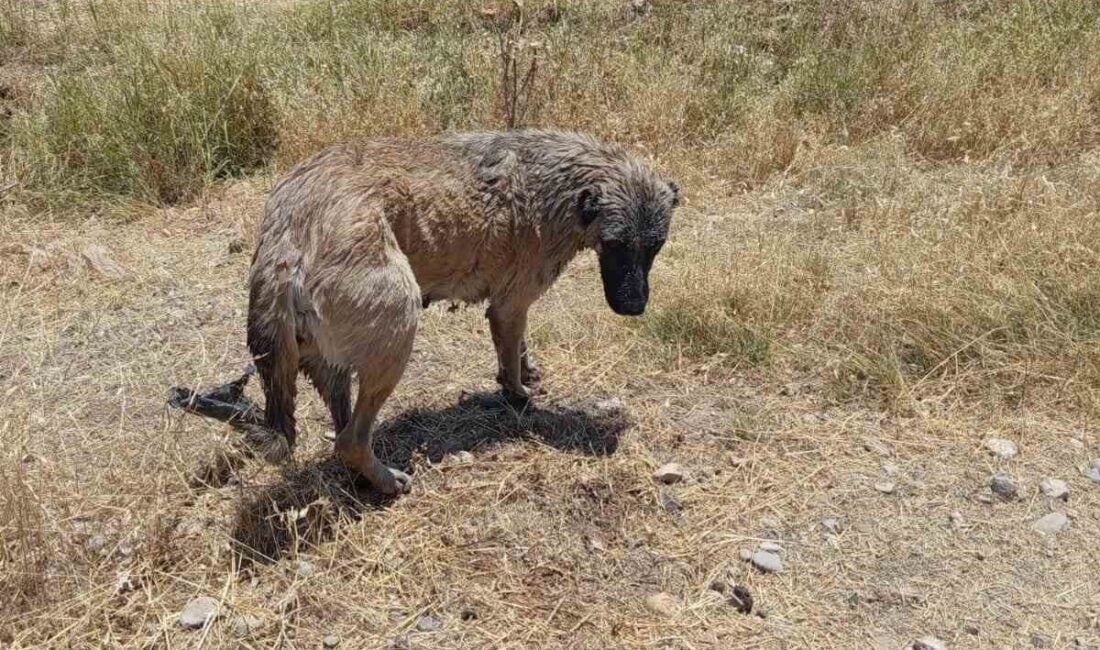 Diyarbakır'ın Çınar ilçesinde su kanalına düşen bir köpek, vatandaşların ihbarı