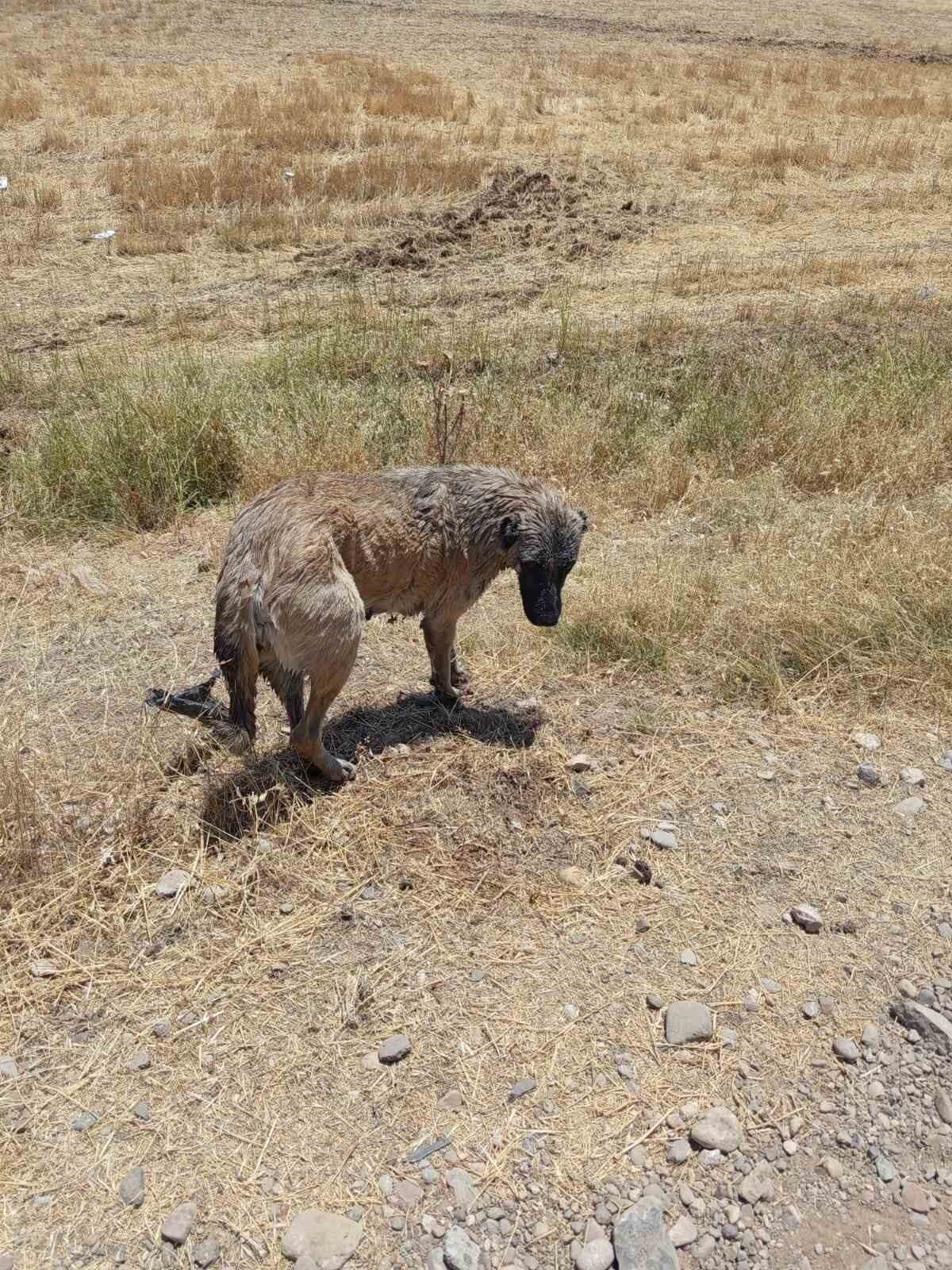 Diyarbakır'ın Çınar ilçesinde su kanalına düşen bir köpek, vatandaşların ihbarı