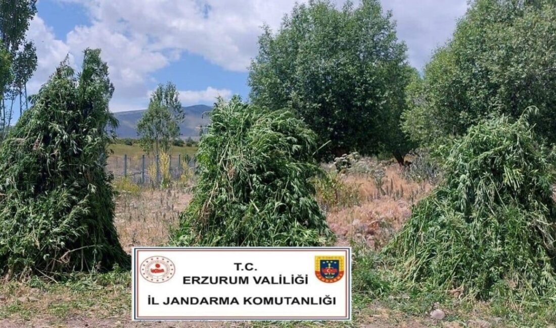 Erzurum İl Jandarma Komutanlığı, Pasinler'de düzenlediği operasyonda 625 bin kök