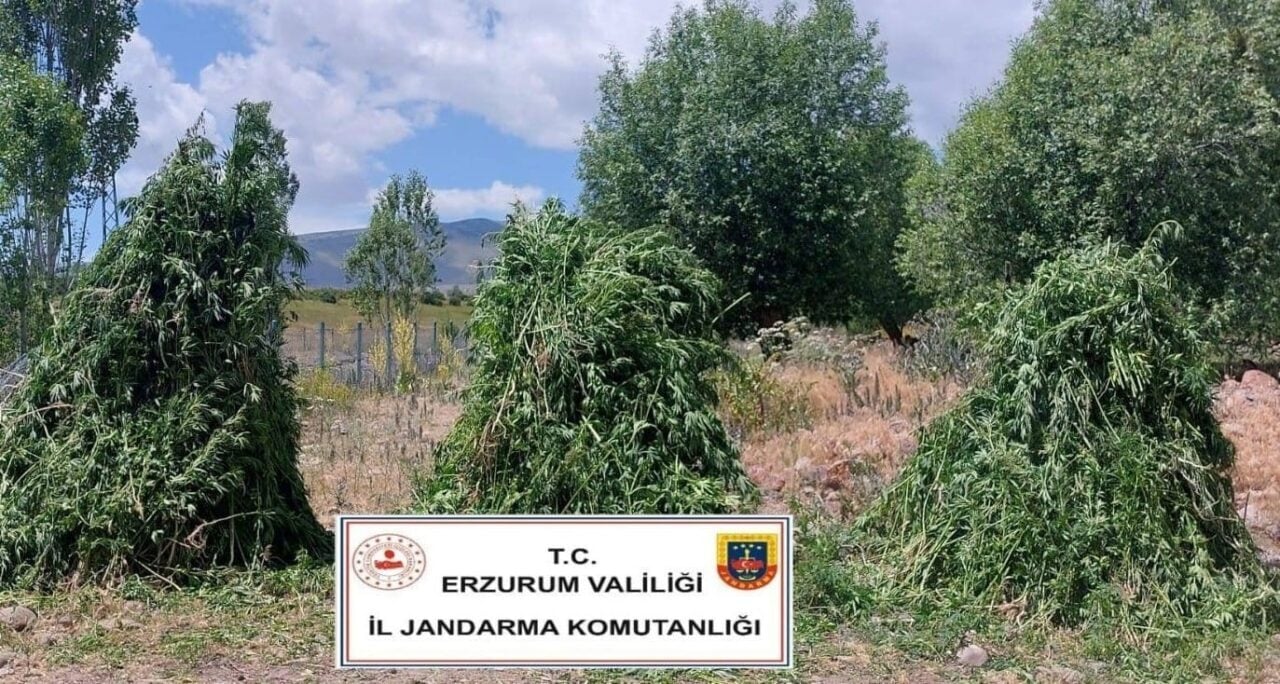 Erzurum İl Jandarma Komutanlığı, Pasinler'de düzenlediği operasyonda 625 bin kök