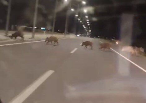 Konya'nın Beyşehir-Seydişehir yolu üzerinde yaban domuzları, sürücülerin tehlike yaşamalarına neden