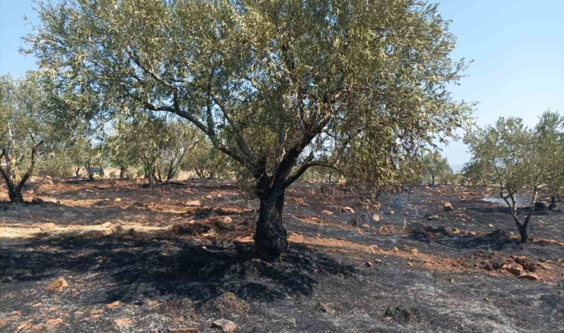 Aydın'ın Karacasu ilçesinde bir tarım arazisinde çıkan yangın, itfaiye ve